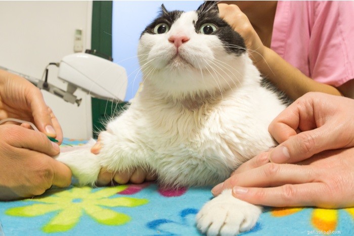 Transfusões de sangue de gato:procedimento, custo, taxa de sucesso e recuperação