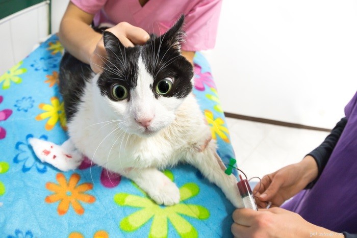 Trasfusioni di sangue di gatto:procedura, costo, percentuale di successo e recupero