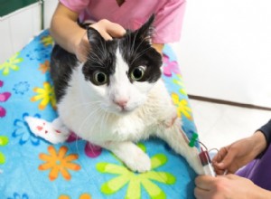 Transfusões de sangue de gato:procedimento, custo, taxa de sucesso e recuperação