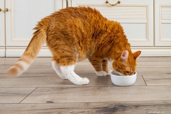 Hur sätter man en katt på diet?