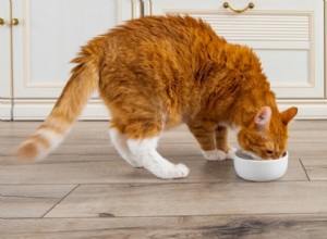 Jak dát kočce dietu?