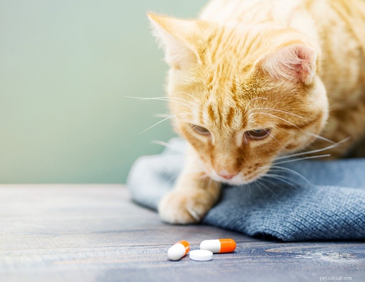 Gabapentin pro kočky:použití, bezpečnost a další