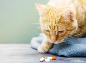 Gabapentin för katter:användning, säkerhet och mer