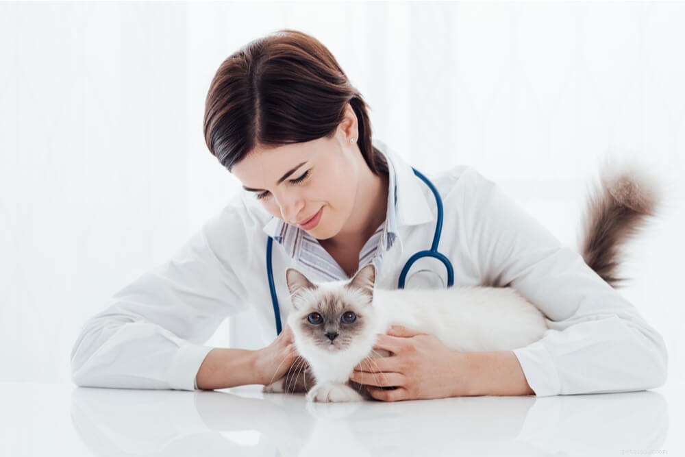 Gabapentin per gatti:utilizzo, sicurezza e altro