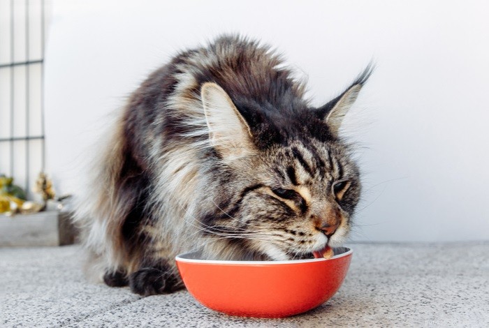 Hur sätter man en katt på diet?