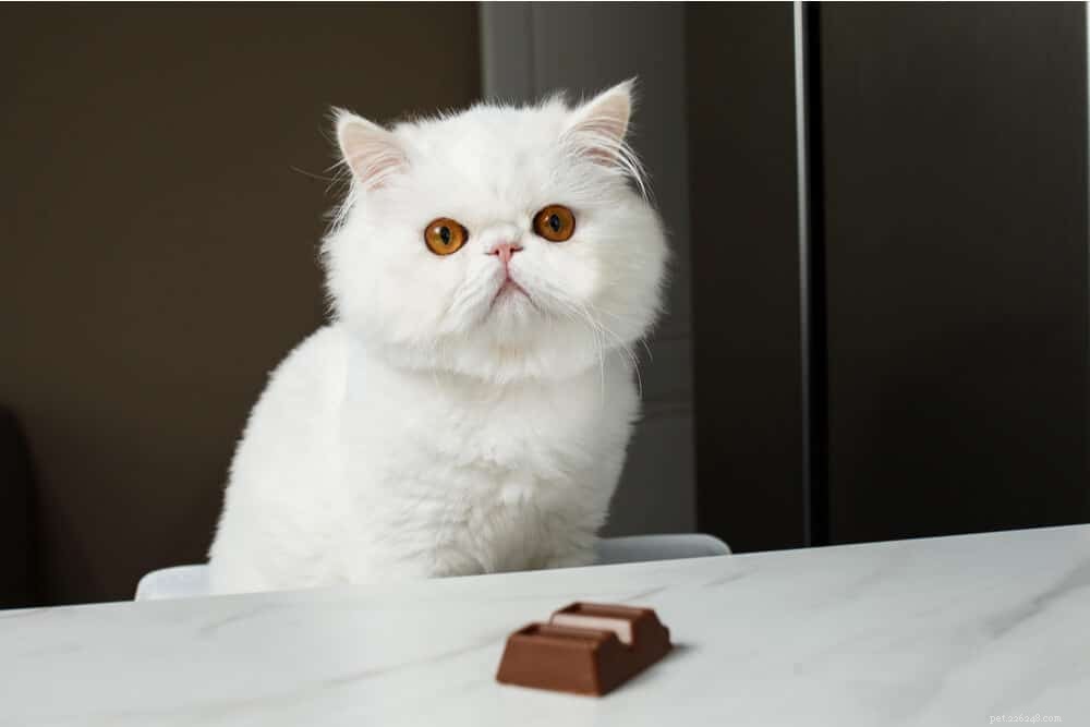猫はチョコレートを食べることができますか？あなたが知る必要があることは？ 