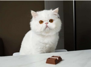 Můžou kočky jíst čokoládu? Co potřebujete vědět?