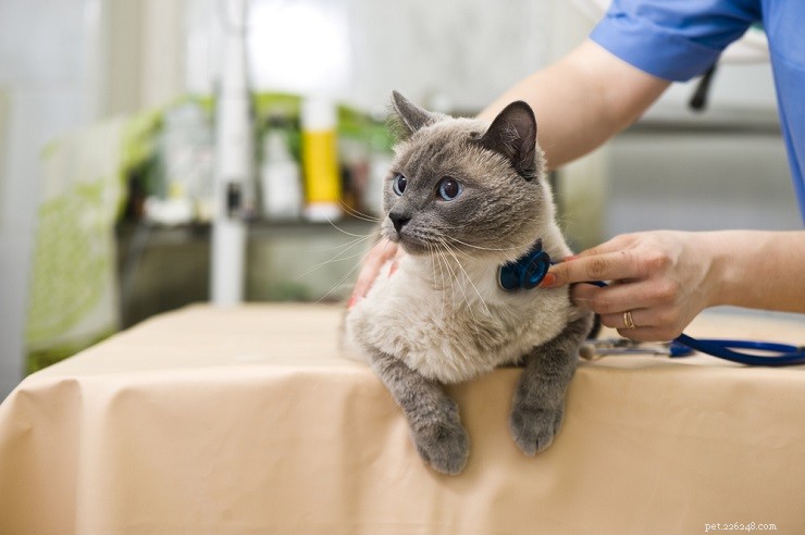 Gabapentin för katter:användning, säkerhet och mer