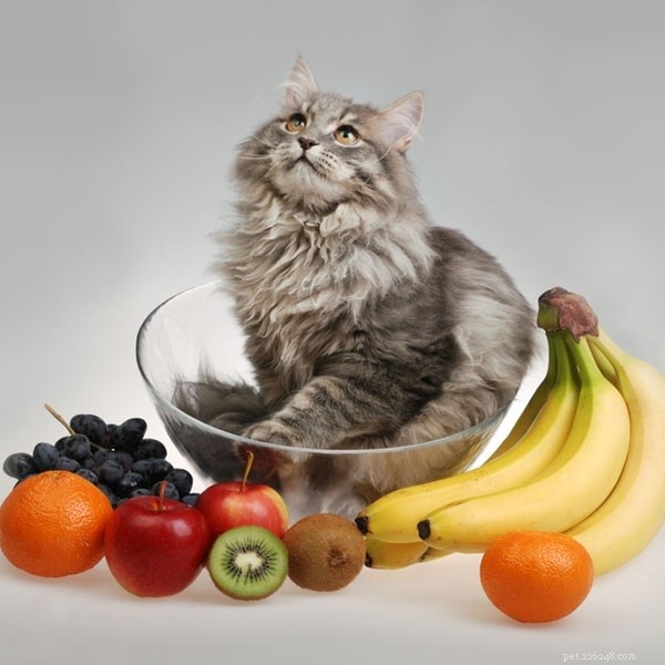고양이는 어떤 과일을 먹을 수 있습니까?