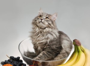 Quais frutas os gatos podem comer?