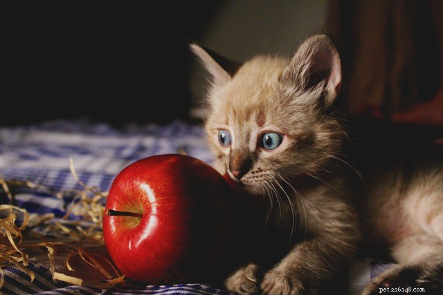 고양이는 어떤 과일을 먹을 수 있습니까?