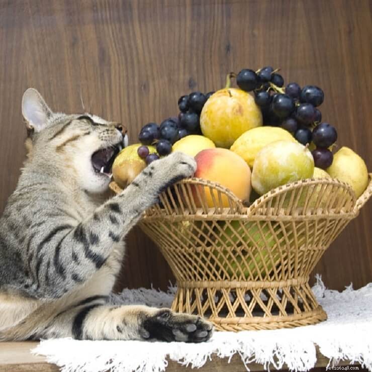 Quais frutas os gatos podem comer?