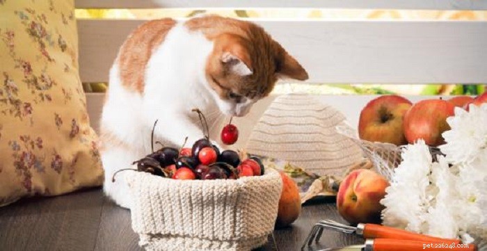 Quels fruits les chats peuvent-ils manger ?