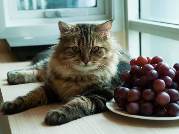 Vilka frukter kan katter äta?