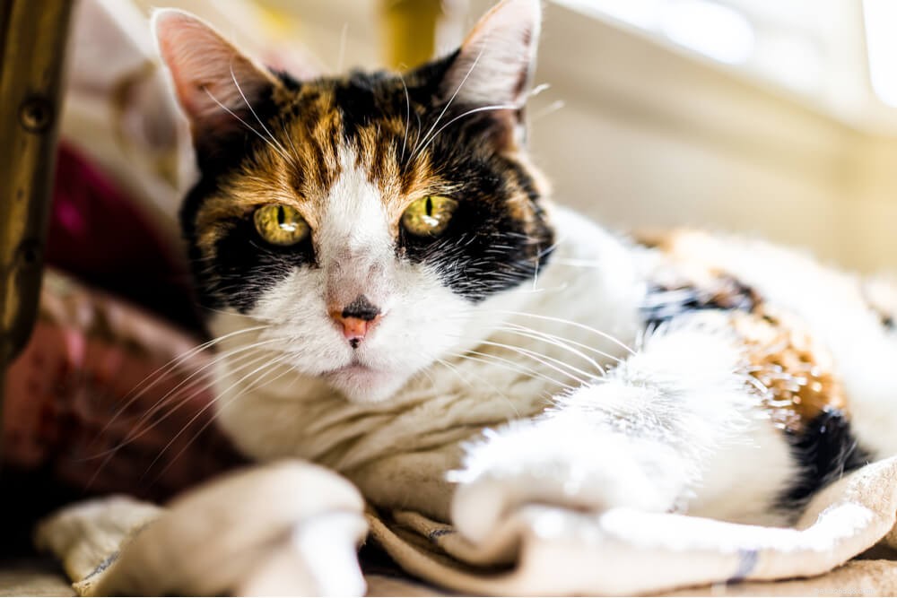 Метронидазол для кошек:применение, дозировка и побочные эффекты