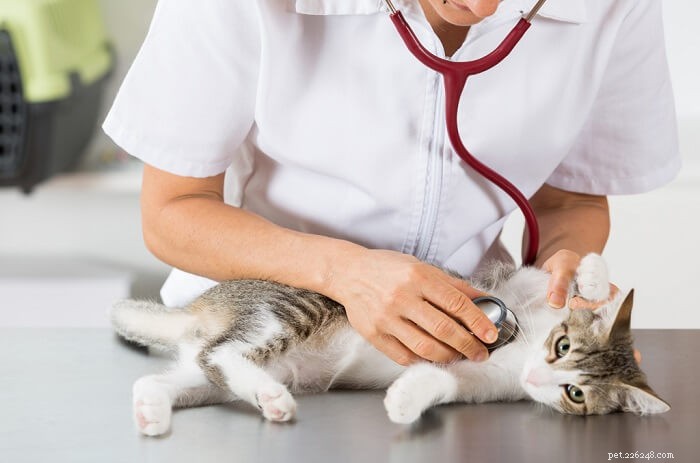 Metronidazol voor katten:gebruik, dosering en bijwerkingen