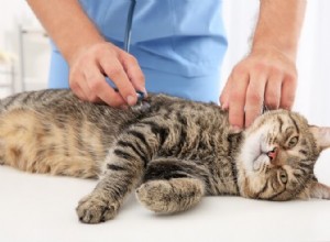 고양이용 메트로니다졸:용도, 복용량 및 부작용