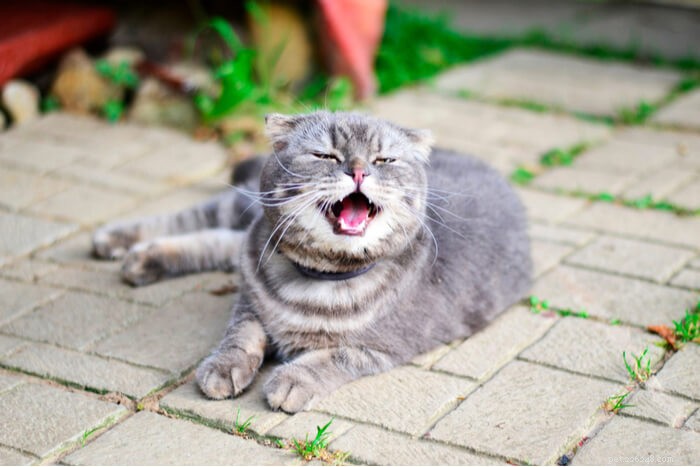 くしゃみをする猫：原因と治療 