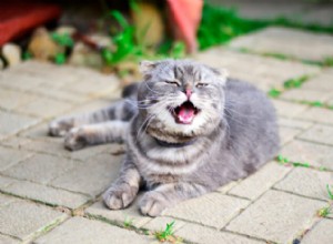 Katter som nyser:orsaker och behandling