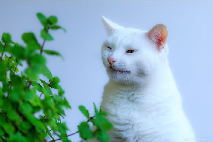 Кошки чихают:причины и лечение
