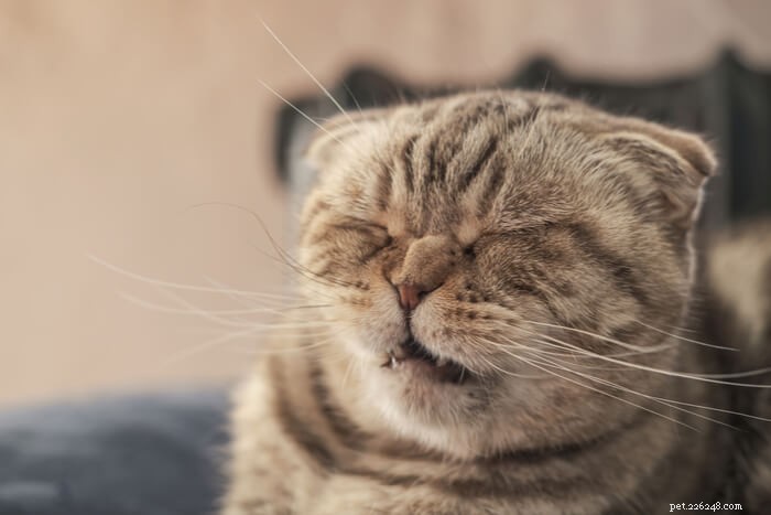 くしゃみをする猫：原因と治療 