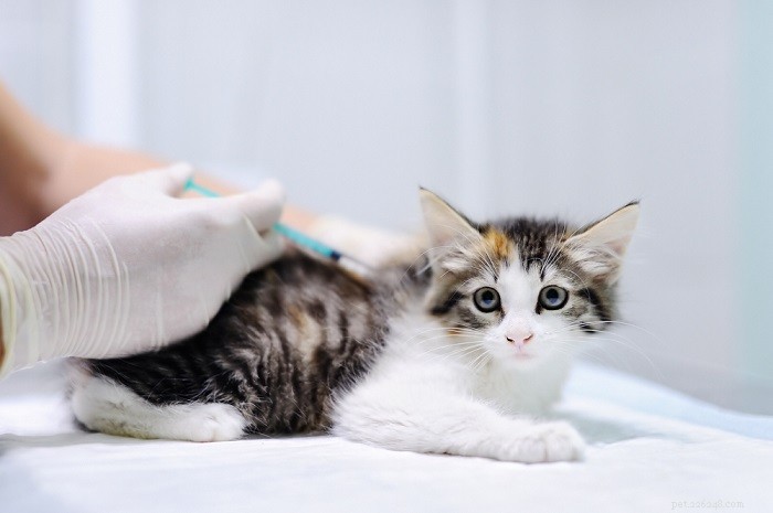 Ögonsjukdomar hos neonatala kattungar:orsaker, symtom och behandling