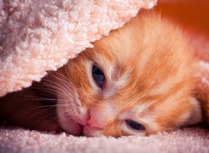 신생아 고양이의 안구 질환:원인, 증상 및 치료 