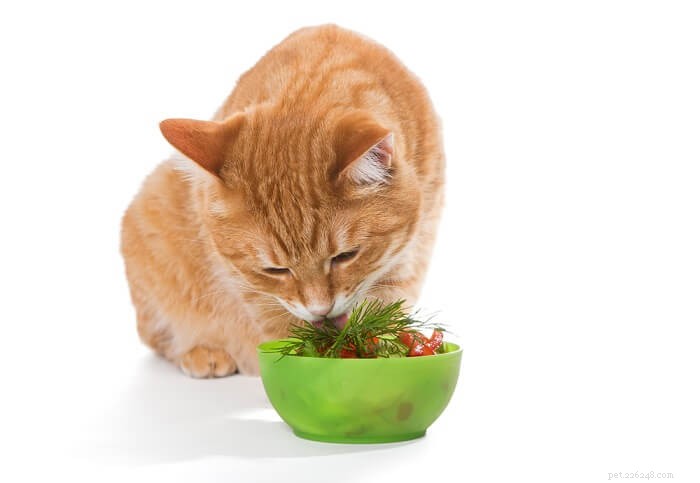5 zeleniny, kterou mohou kočky jíst (a 5 kterým se vyhnout!)
