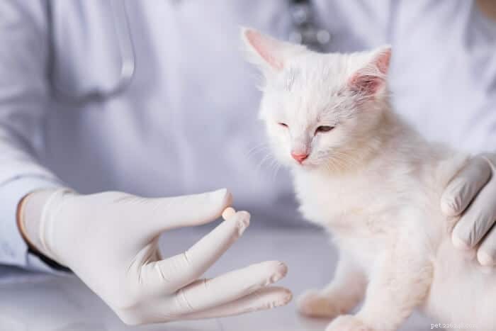Prazosin för katter:dosering, säkerhet och biverkningar