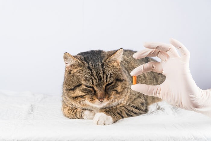 Prazosin för katter:dosering, säkerhet och biverkningar