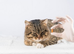 고양이용 Prazosin:복용량, 안전 및 부작용