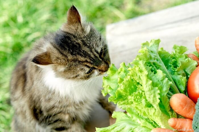 5 vegetais que os gatos podem comer (e 5 para evitar!)