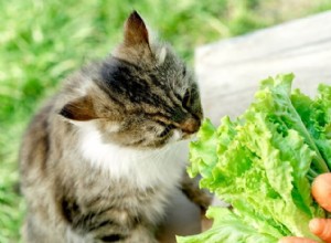 5 vegetais que os gatos podem comer (e 5 para evitar!)