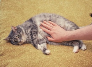 猫の条虫：原因、症状、治療 