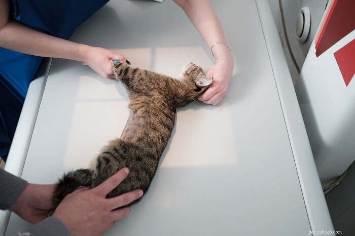 Les ténias chez les chats :causes, symptômes et traitement
