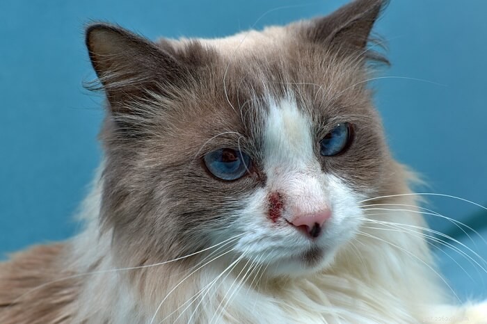 고양이의 아토피 피부염:원인, 증상 및 치료