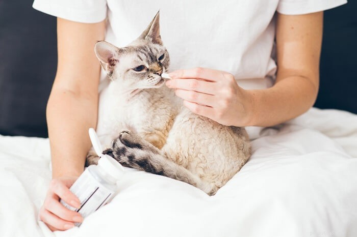 Атопический дерматит у кошек:причины, симптомы и лечение