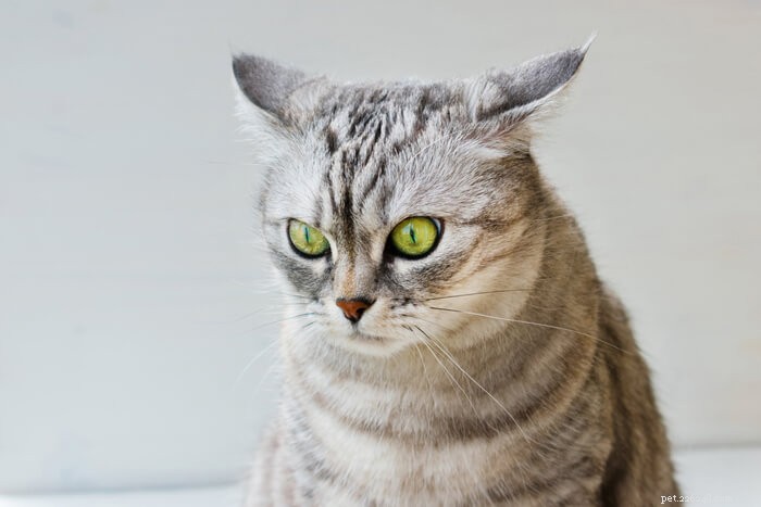 Öronflytning hos katter:orsaker, symtom och behandling