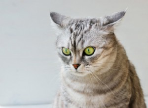 猫の耳漏：原因、症状、および治療 