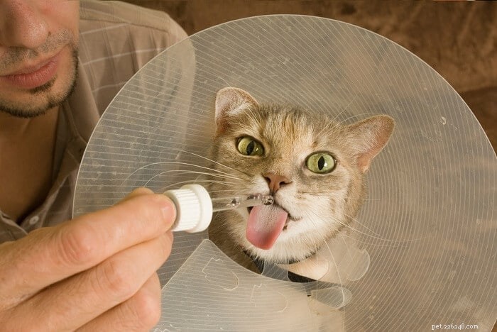 Amoxicillina per gatti:dosaggio, sicurezza ed effetti collaterali