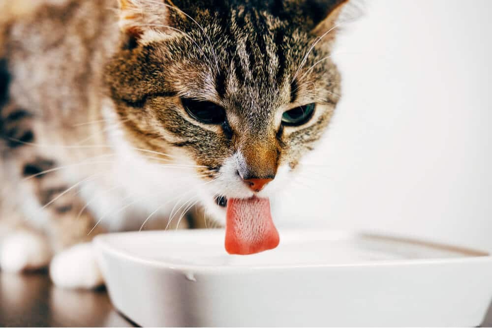 Prednisolon för katter:dosering, säkerhet och biverkningar
