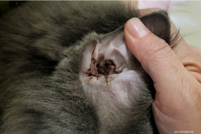 Scarico dell orecchio nei gatti:cause, sintomi e trattamento