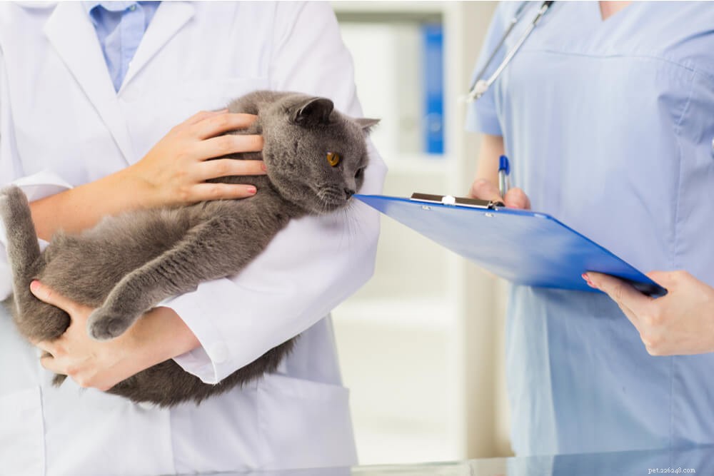 Cancer hos katter:orsaker, symtom och behandling