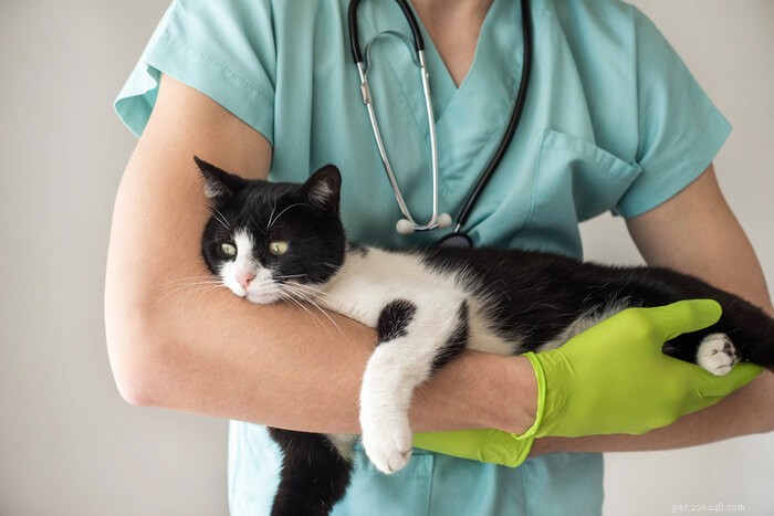 Cancer hos katter:orsaker, symtom och behandling