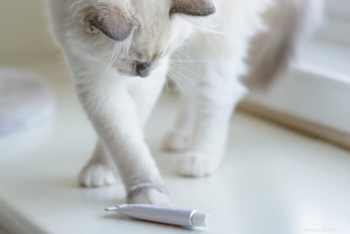 고양이에 대한 네오스포린:안전, 부작용 및 대안 