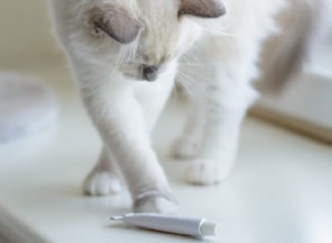 猫のネオスポリン：安全性、副作用、代替品