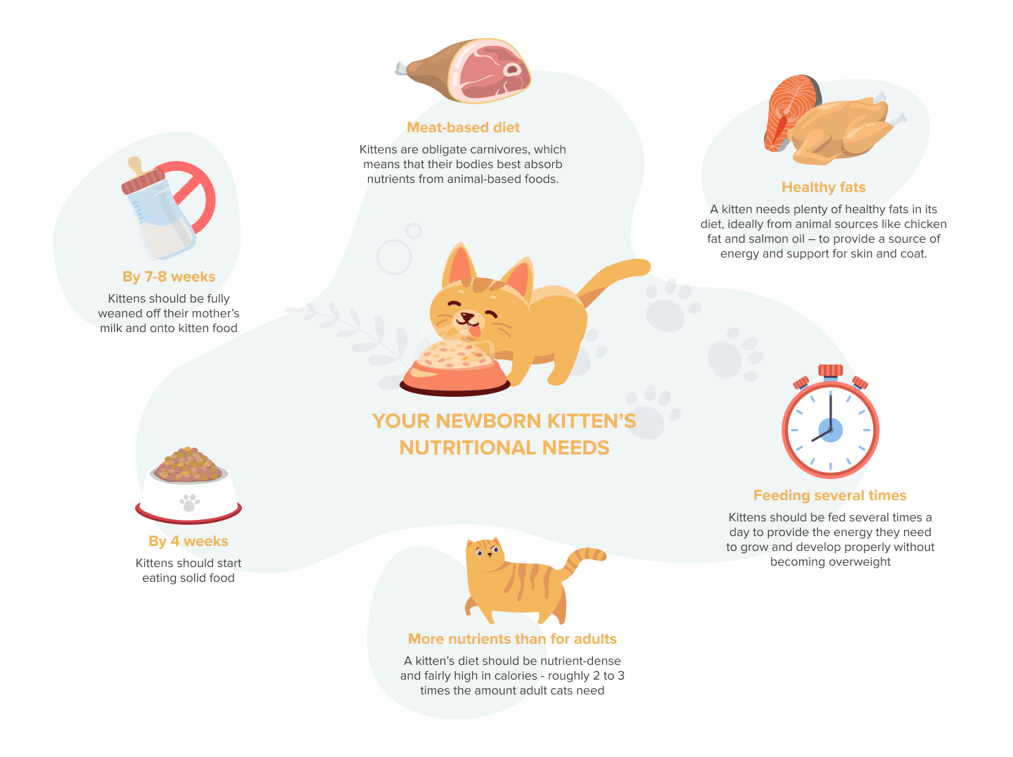 Hur man tar hand om en kattunge:Den kompletta guiden