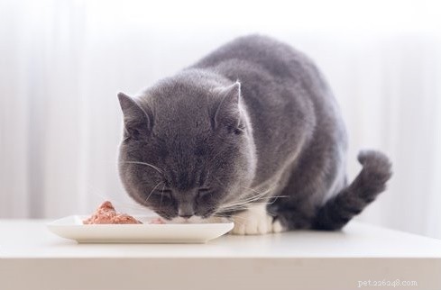 6 melhores alimentos para gatos para pancreatite