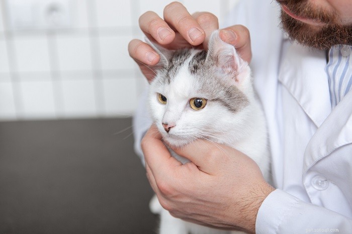 Doxycycline voor katten:dosering, veiligheid en bijwerkingen