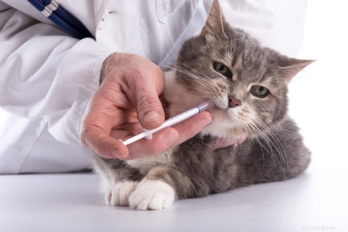 고양이를 위한 독시사이클린:복용량, 안전 및 부작용
